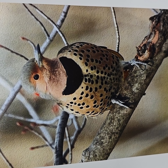 4x6 Northern Flicker Bird Photography Oil Painting Print - Picture 2 of 5